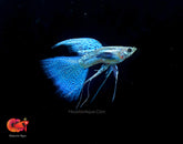 Blue Grass Ribbon Halfmoon Guppy